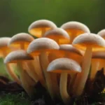 Impacto de la fauna en dispersión y reproducción de esporas
