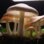 Guía para cultivar setas en interiores con luz LED eficazmente