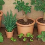 Cómo elegir el mejor tipo de injerto según la planta que tienes