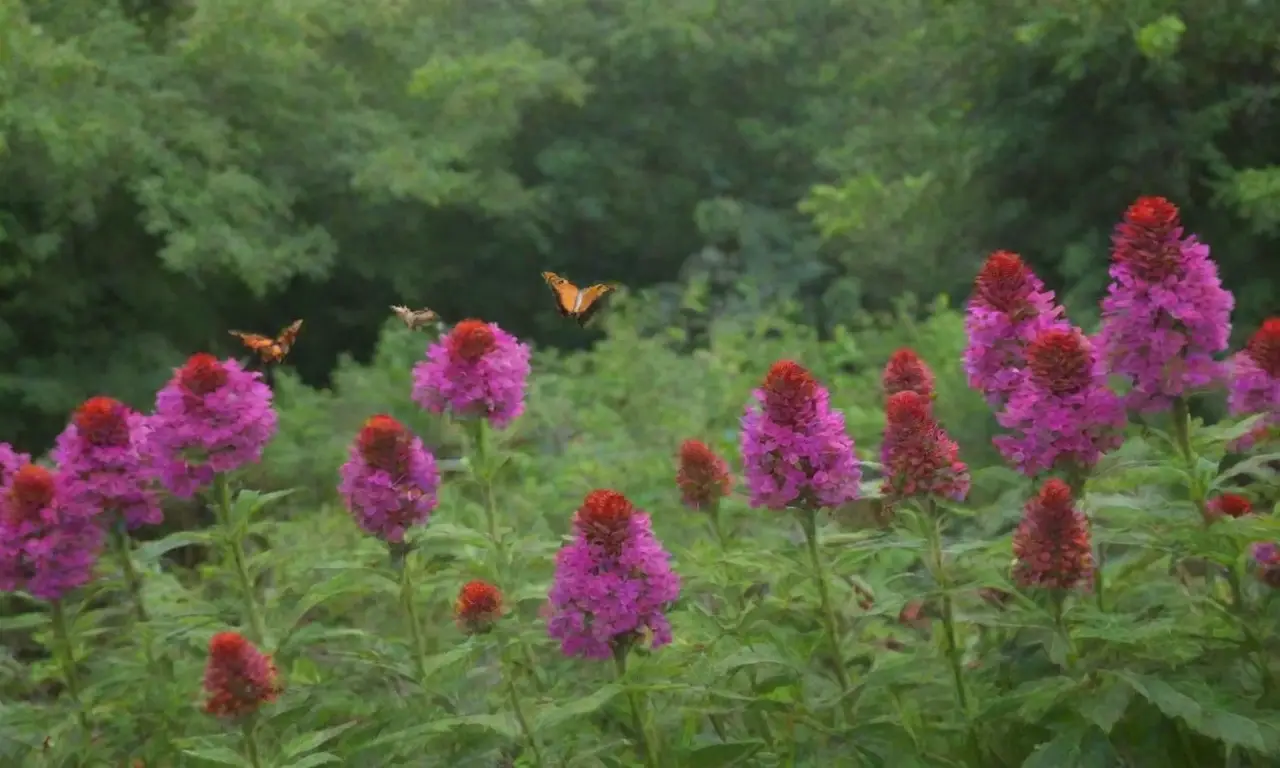Naturaleza vibrante con plantas