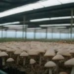El futuro del cultivo de hongos en invernaderos