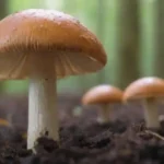 Qué aspecto tienen los hongos sanos en su entorno