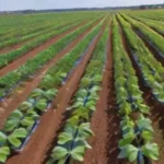 Cómo la maquinaria autónoma está revolucionando la agricultura