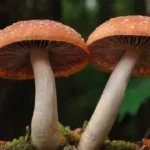 Propiedades medicinales de los hongos: beneficios y usos en salud