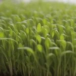 Los microgreens son nutritivos