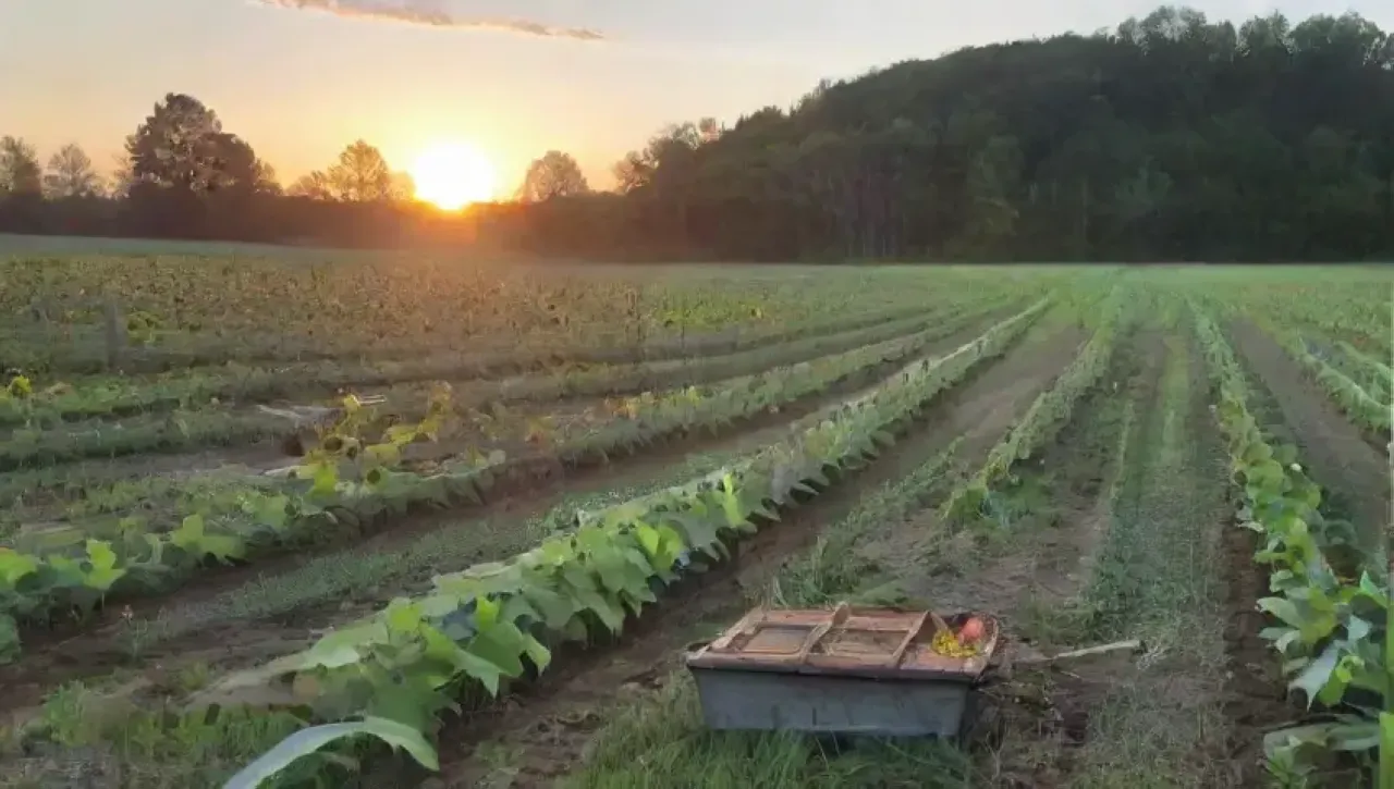 Un campo sereno al amanecer, con un agricultor tocando la tierra y la naturaleza en armonía
