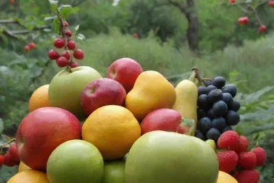 Frutos vibrantes y alegría casera en un jardín abundante