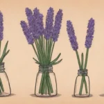 Cosecha lavanda en la mañana