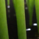 Influencia de la calidad del agua en sustrato y crecimiento de plantas