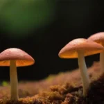 Impacto de la temperatura en el valor nutricional de hongos