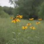 Las plantas nativas fomentan la biodiversidad y la sostenibilidad