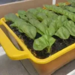 Cómo empezar un negocio de hidroponía desde cero con éxito