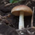 Importancia de los hongos en el suelo: investigación clave