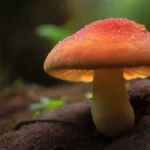 Propiedades antimicrobianas sorprendentes de los hongos exploradas