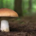 Los hongos pueden ayudar con problemas de la piel