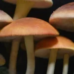 Cómo seleccionar hongos de calidad para uso medicinal