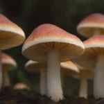 Cómo afectan los hongos a la salud del sistema nervioso
