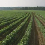 Beneficios de la fructificación controlada en la producción agrícola