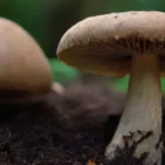 Efecto del compost en la salud de los cultivos de hongos