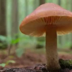 Investigaciones sobre hongos para conservar recursos naturales