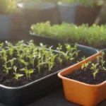 Trays coloridos con plántulas sanas y vegetales de temporada bajo la luz del sol