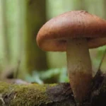 Dónde encontrar hongos medicinales en la naturaleza