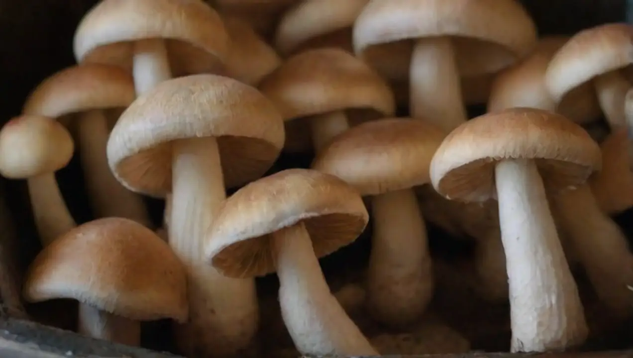 Métodos de Cosecha Efectivos de Guía Completa para Almacenar Hongos Cultivados en Casa