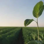 Qué factores limitan el crecimiento y la fructificación