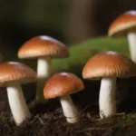 Estudios sobre hongos y su relación con los micronutrientes