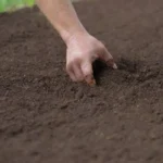 Prepara el suelo y plántate bien las semillas