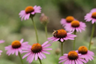 Jardín colorido con abejas