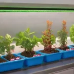 Qué influencias tiene la luz LED en el crecimiento hidropónico