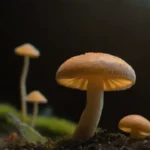 Interacción entre hongos y medicamentos: un análisis detallado