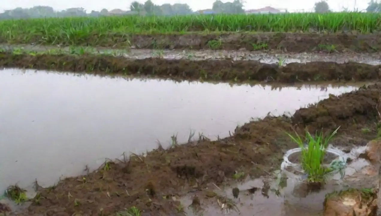Efectos de la contaminación del agua en la agricultura de Importancia de la calidad del agua en la fructificación agrícola