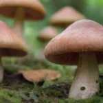 Tendencias en el mercado de hongos: guía práctica esencial