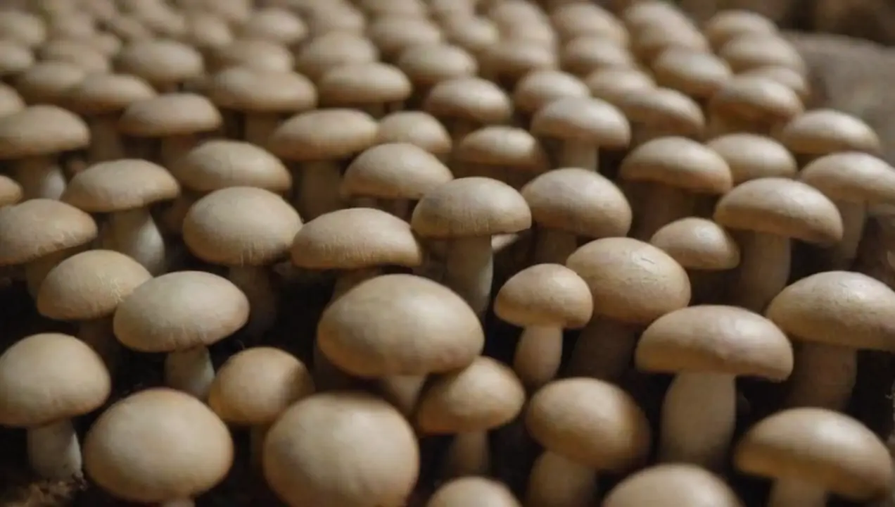 Técnicas de producción de hongos en China de China y su papel clave en el cultivo de hongos globalmente