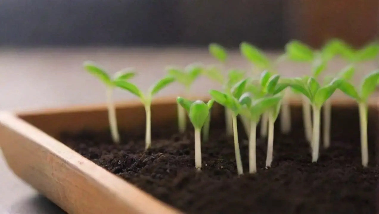 Métodos Comunes de Germinación de Semillas de Métodos efectivos de germinación: Guía completa y consejos útiles