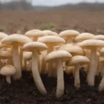 Historia y evolución del cultivo de hongos: prácticas antiguas