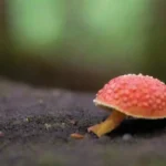 Relación Clave Entre Hongos y la Salud del Ecosistema Natural