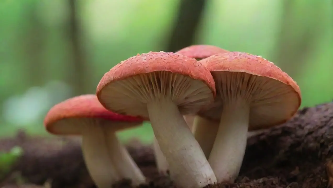 Compuestos bioactivos presentes en los hongos de Potencial de los Hongos en la Farmacología Moderna