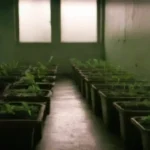 Qué es una sala de cultivo y cómo prevenir contaminación