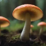 Guía para recolectar hongos de forma segura y efectiva