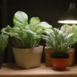 Kit de cultivo casero con materiales comunes: guía práctica
