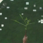 Estrategias clave para medidas eficaces de mitigación ambiental