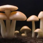 Guía para elegir el mejor kit de cultivo de hongos en casa