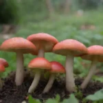 Hongos vibrantes