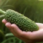 Hongos: Innovadora fuente de biocombustibles sostenibles