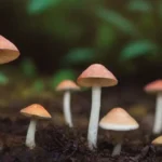 Variedades de hongos que requieren altos niveles de humedad