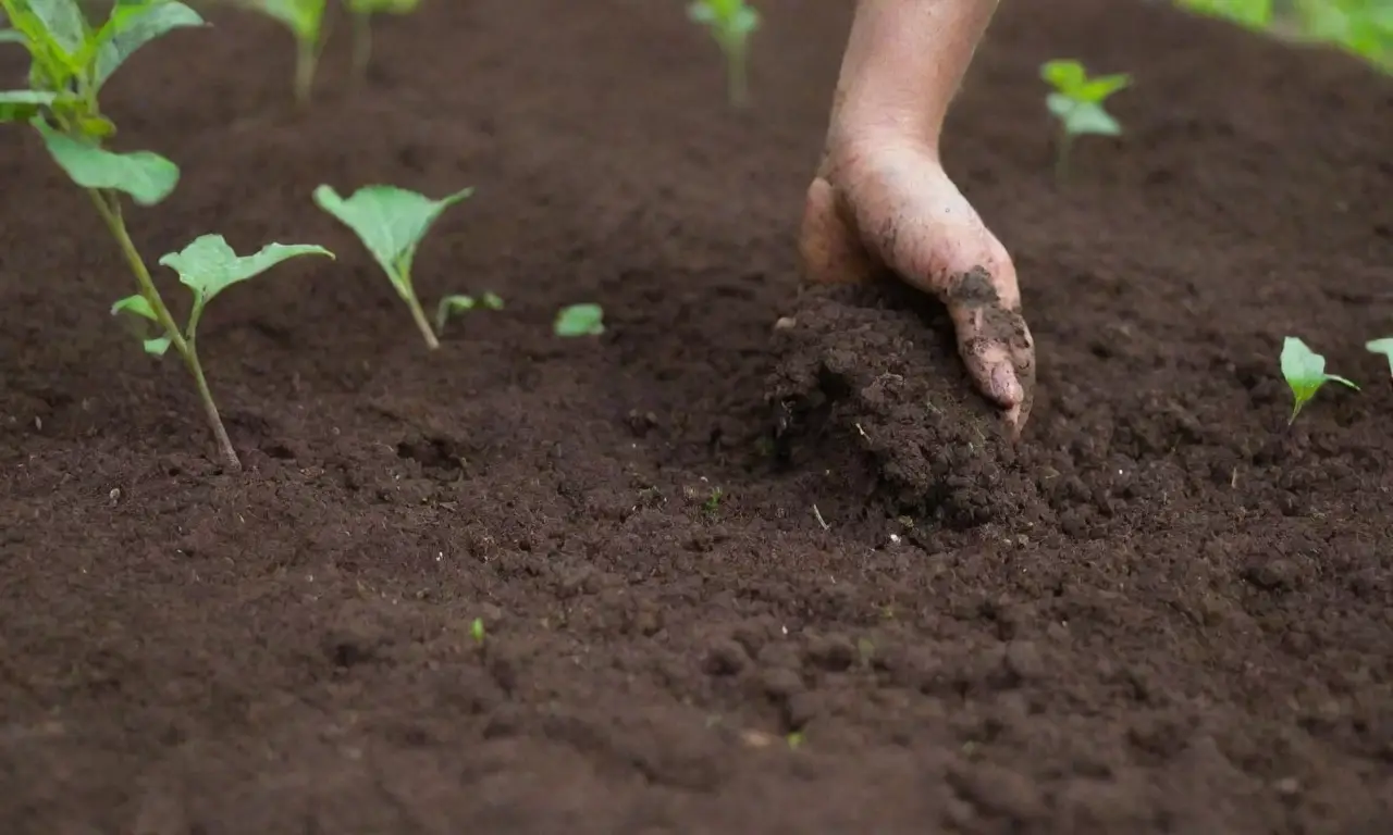 Preparar el suelo para un huerto casero incluye enriquecer, quitar malezas, labrar, añadir compost, probar pH, nivelar y regar