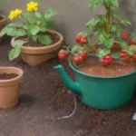 Cuál es la mejor técnica de riego para plantas de tomate en casa